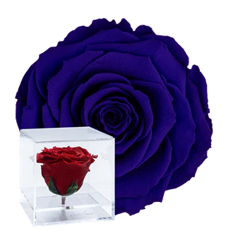 CUBO ACRILICO - CON ROSA BLUE