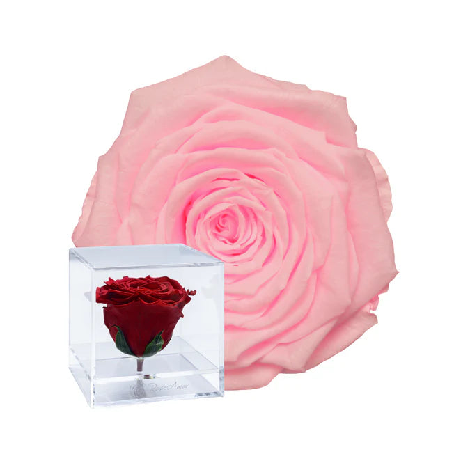 CUBO ACRILICO - CON ROSA PINK