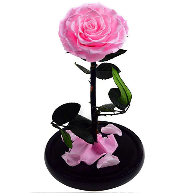 ROSA EN CÚPULA DE CRISTAL - INSPIRACION DE "LA BELLA Y LA BESTIA"